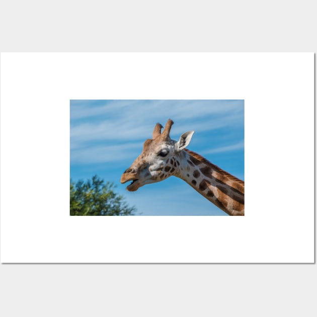 Rothschild Giraffe head open mouth Wall Art by Russell102